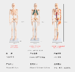 Human Bone Model