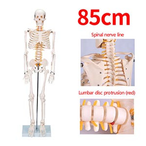 Medical Bone Model