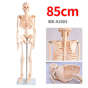 Model：BIX-A1003