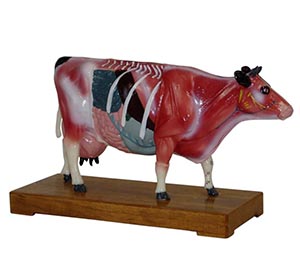 Bovine acupuncture model