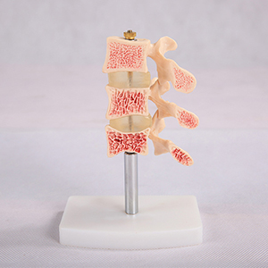 A human skeleton model