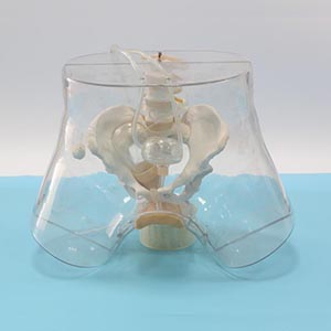 Clear curettage model