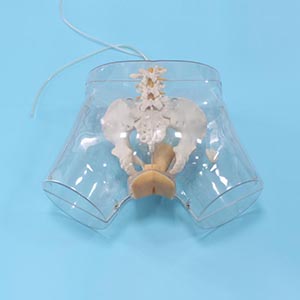 Medical Teaching Model