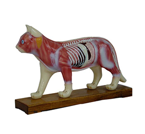 Cat body acupuncture model