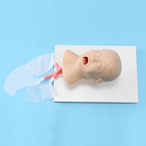 Tracheal intubation training model