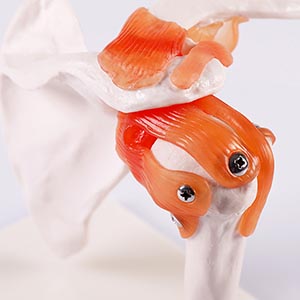 Shoulder joint model