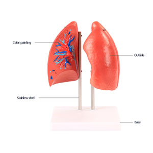 organ anatomy model