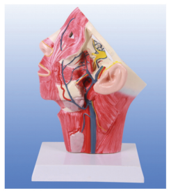 Cephalic and facial vein model