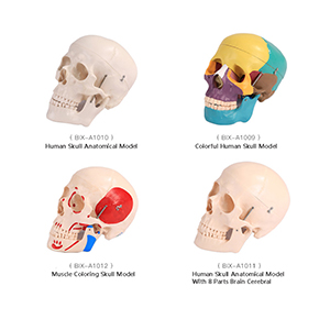 head model